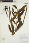 Thelypteris macrophylla (Kunze) C. V. Morton, Peru, H. Beltrán S. 5674, F