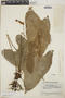 Anthurium huixtlense image