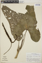 Anthurium hutchisonii image