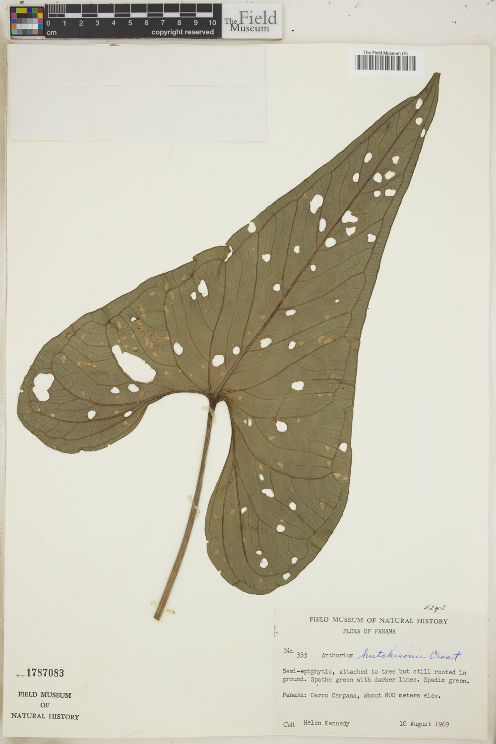 Anthurium hutchisonii image