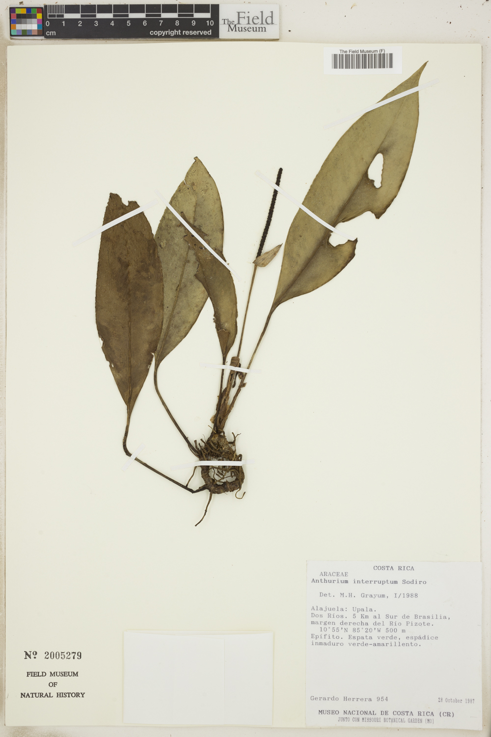 Anthurium interruptum image