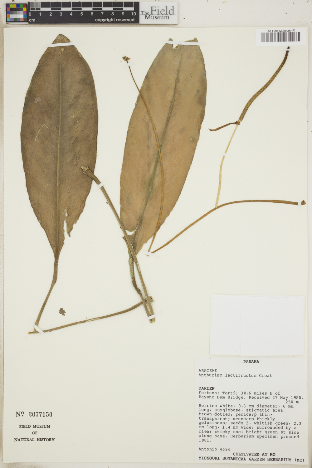 Anthurium lactifructum image