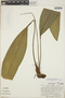 Anthurium lancifolium image