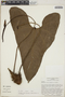 Anthurium lucens image