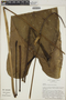 Anthurium longipeltatum image