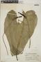 Anthurium montanum image