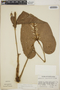Anthurium obtusilobum image
