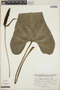 Anthurium obtusilobum image