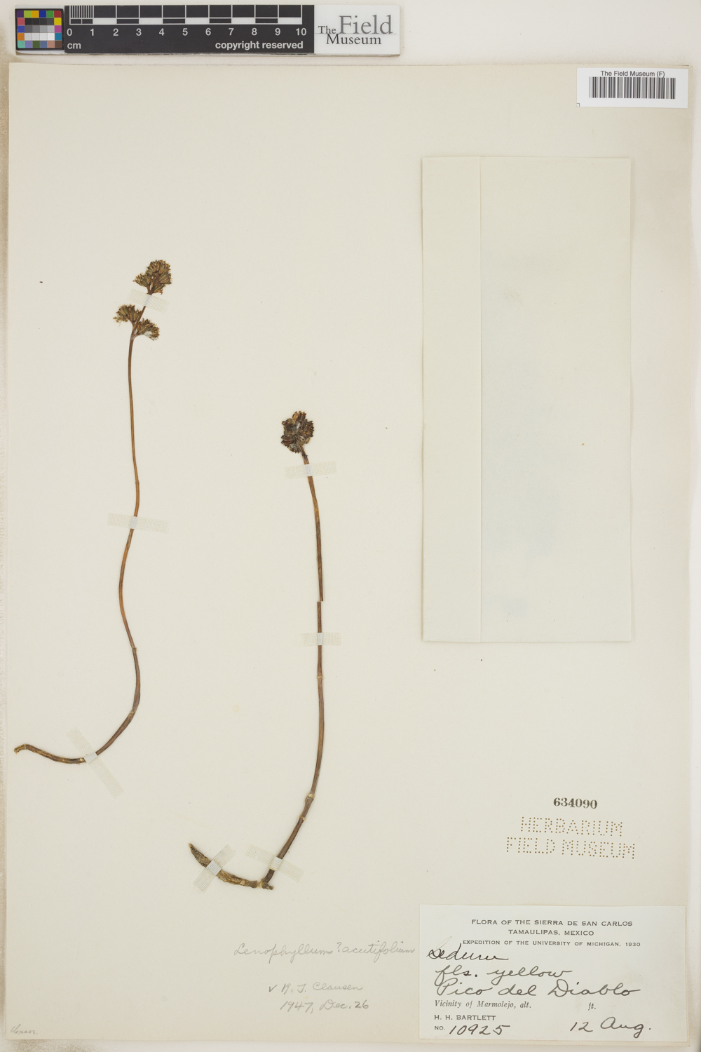Lenophyllum acutifolium image