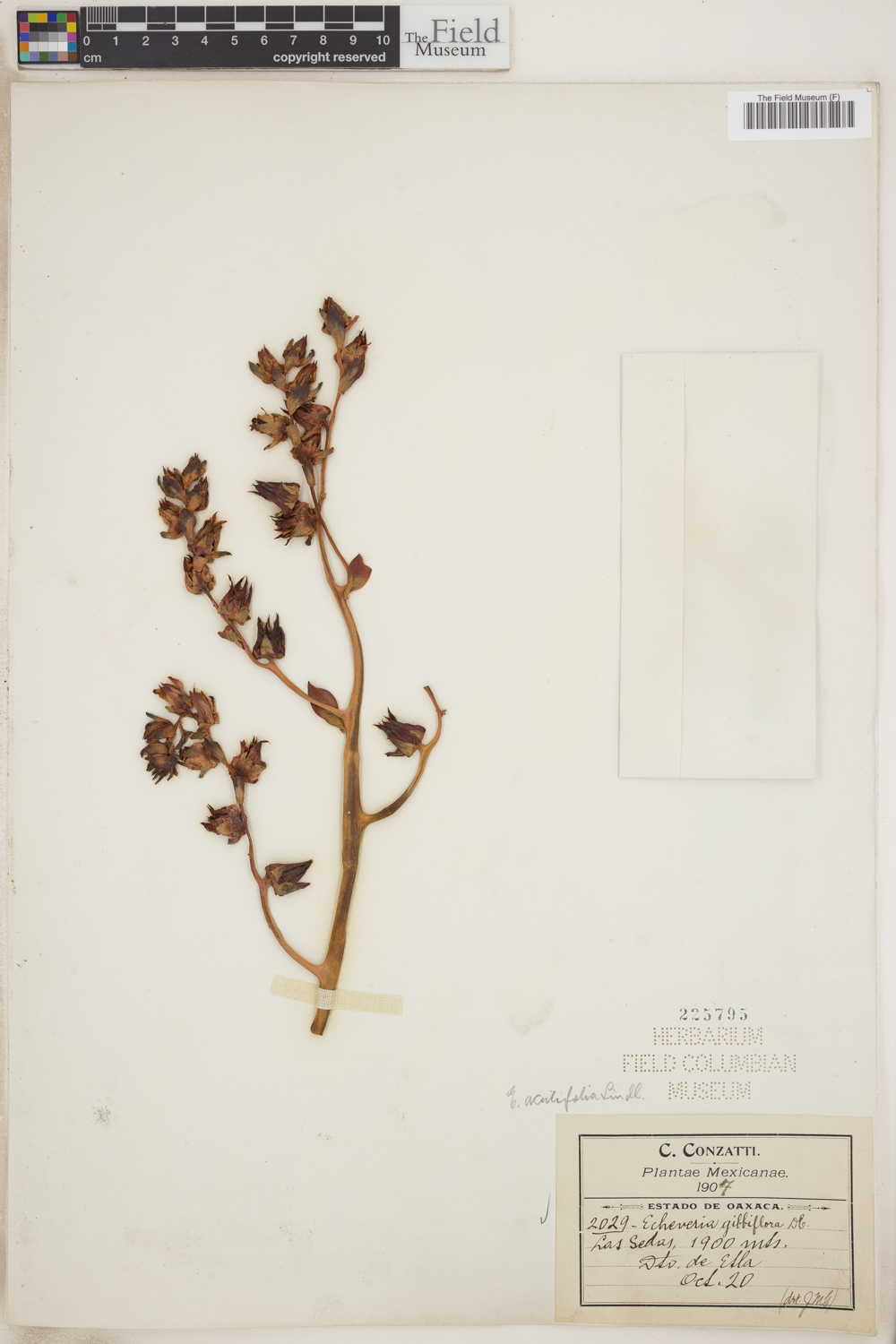 Echeveria acutifolia image