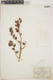 Echeveria acutifolia image