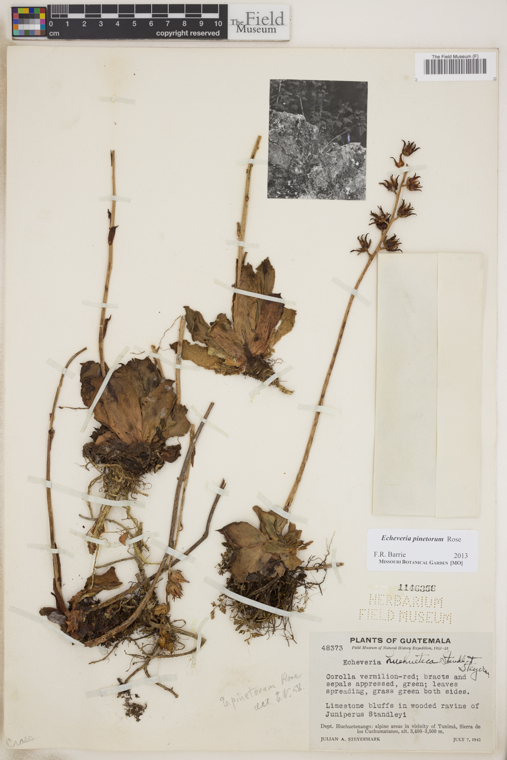 Echeveria pinetorum image