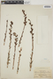 Echeveria platyphylla image