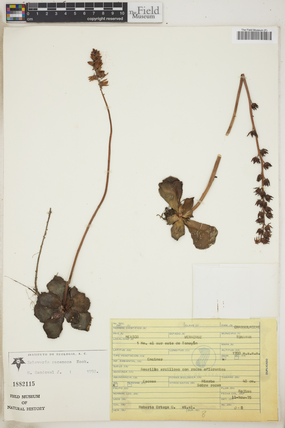 Echeveria racemosa image