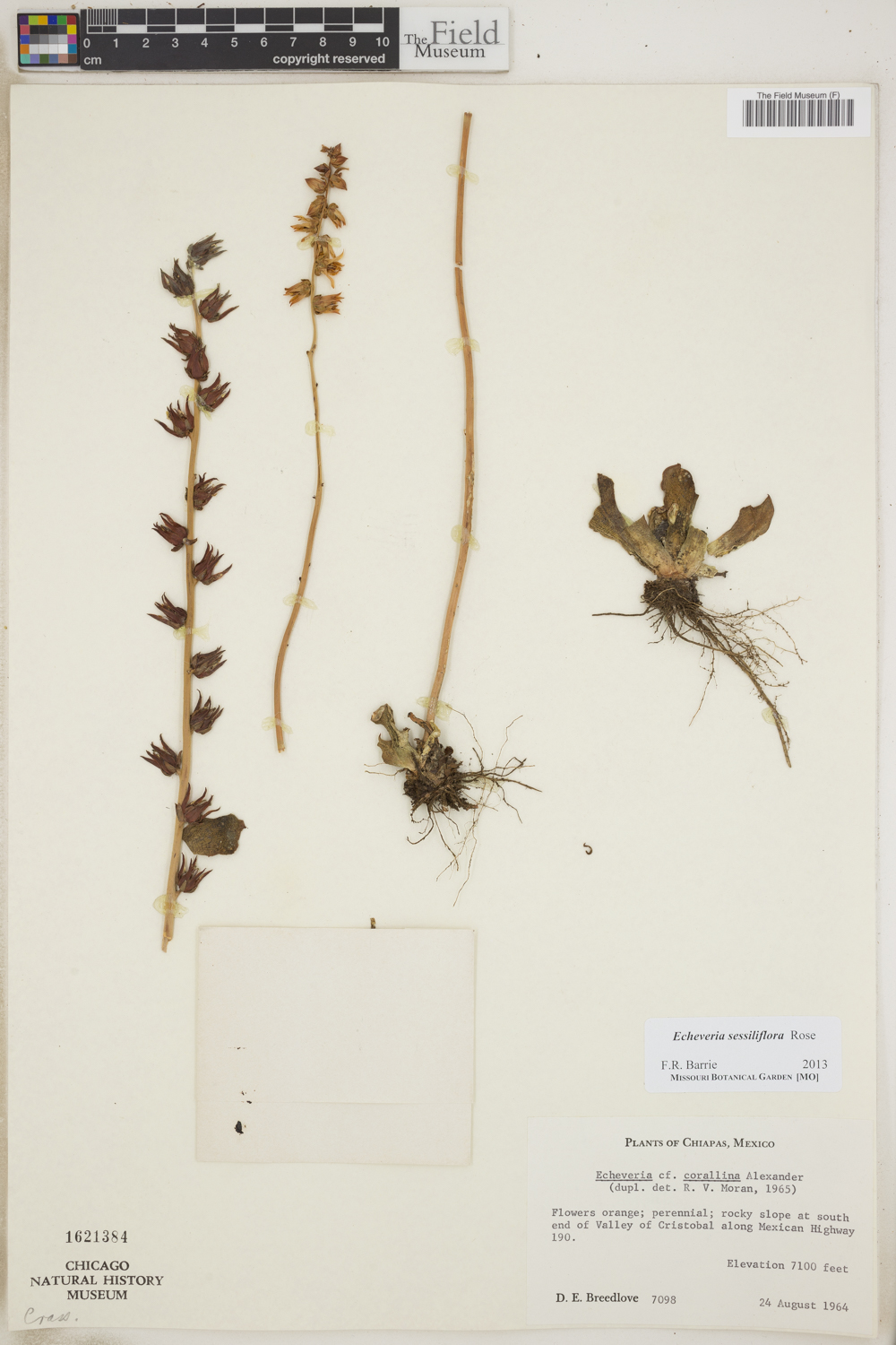 Echeveria sessiliflora image