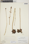 Echeveria sessiliflora image