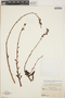 Echeveria fulgens var. obtusifolia image