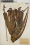 Aloe vera (L.) Burm. f., Brazil, F. E. Drouet 2540, F