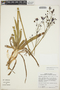 Pasithea caerulea (Ruíz & Pav.) D. Don, Chile, T. G. Lammers 7876, F