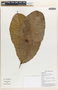 Pometia pinnata J. R. Forst. & G. Forst., Papua New Guinea, R. Ctvrtecka 3451, F