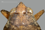 4188134 Belostoma testaceum, head, dorsal view