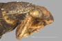 4188134 Belostoma testaceum, head, lateral view