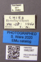 3982387 Graptopsaltria colorata, labels