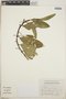 Anthurium scandens (Aubl.) Engl., Mexico, E. Ventura 271, F