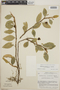 Anthurium scandens (Aubl.) Engl., Costa Rica, W. C. Burger 5342, F