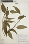 Anthurium scandens (Aubl.) Engl., Mexico, M. Nee 23001, F