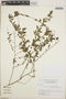 Acalypha lycioides Pax & K. Hoffm., Argentina, T. M. Pedersen 15392, F