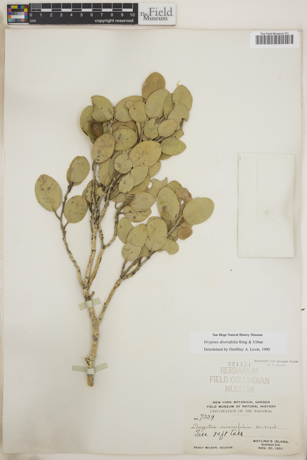 Drypetes diversifolia image