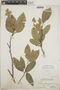 Drypetes lateriflora (Sw.) Krug & Urb., Bahamas, L. J. K. Brace 6708, F