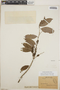 Drypetes lateriflora (Sw.) Krug & Urb., British Virgin Islands, L. C. Richard, F