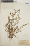 Euphorbia adenoptera image