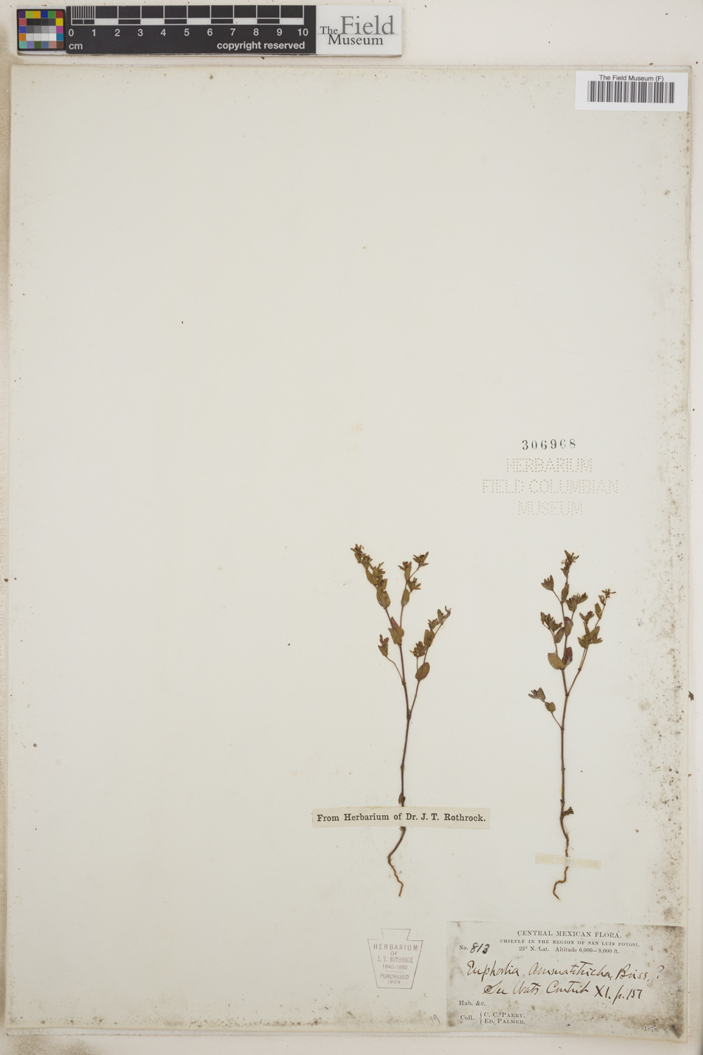 Euphorbia ammatotricha image