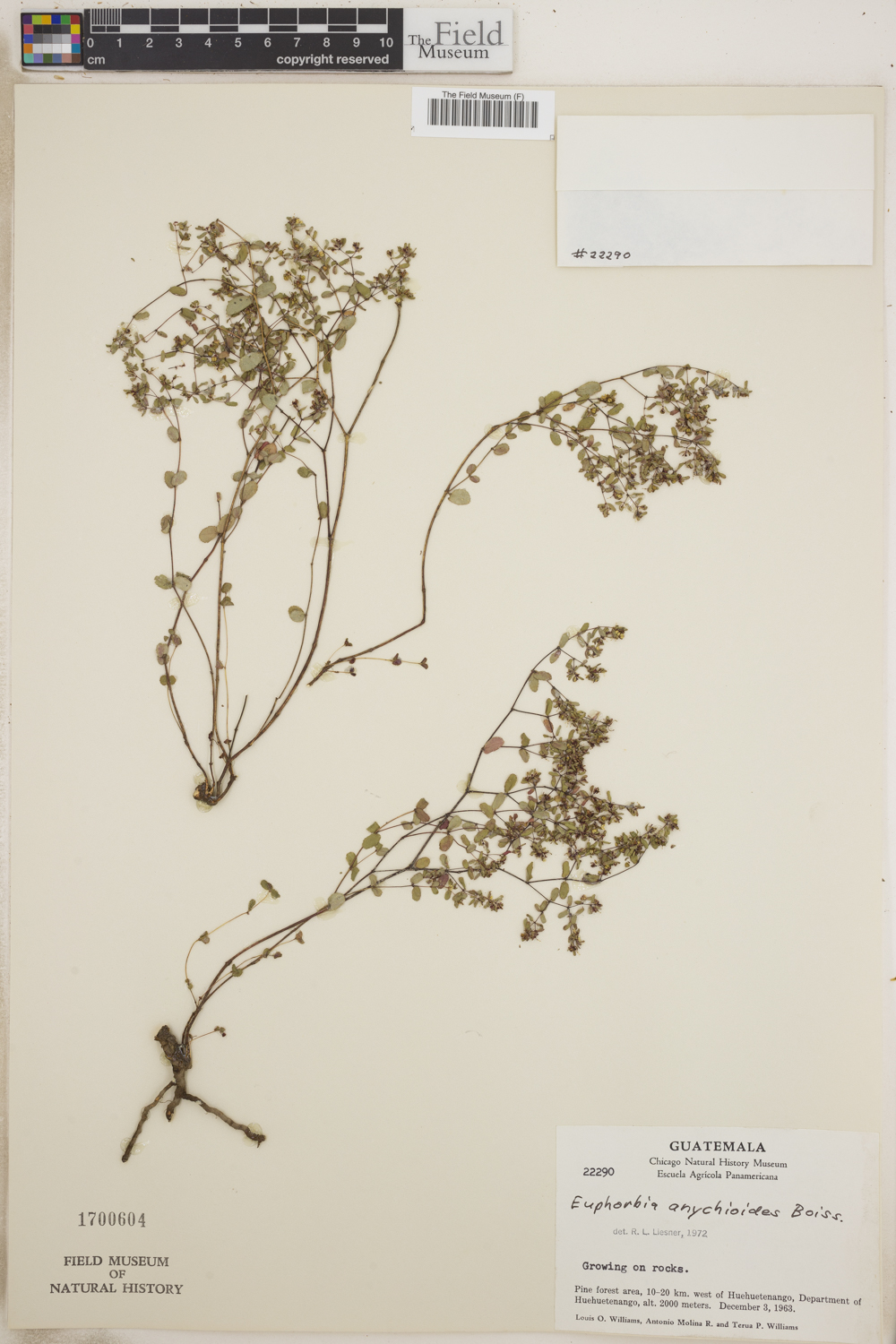 Euphorbia anychioides image