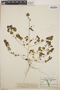 Euphorbia armourii image