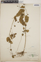 Euphorbia armourii image