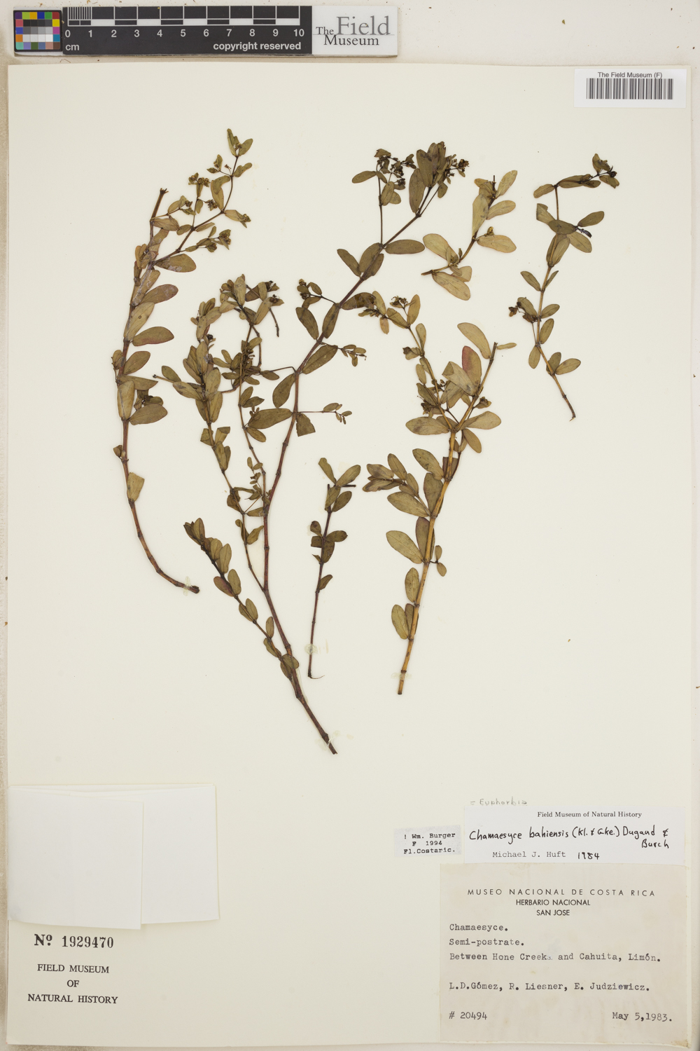 Euphorbia bahiensis image