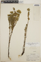 Euphorbia beamanii image