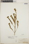 Euphorbia beamanii image
