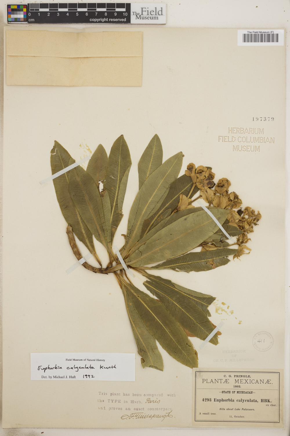 Euphorbia calyculata image