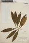 Euphorbia calyculata image