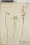 Euphorbia chersonesa image