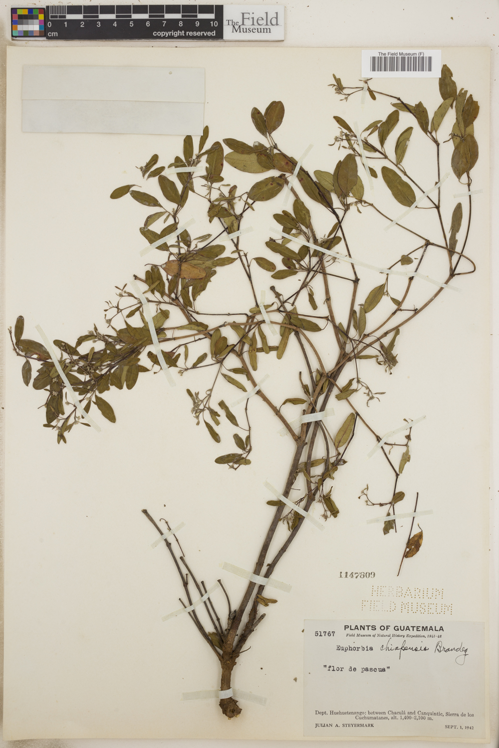 Euphorbia segoviensis image