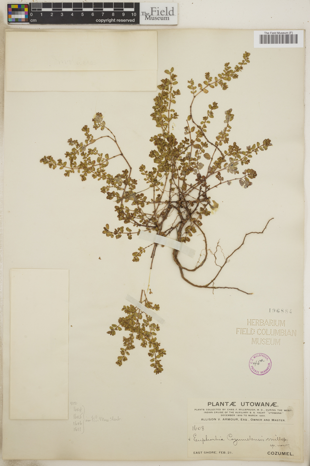 Euphorbia cozumelensis image