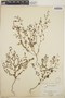 Euphorbia cumbrae image