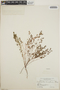 Euphorbia cumbrae image