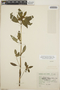 Euphorbia cuphosperma (Engelm.) Boiss., Mexico, G. B. Hinton 1339, F